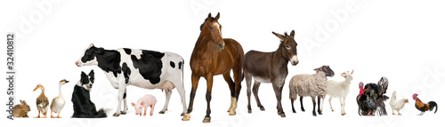 Photo: Variety of farm animals in front of white background Variety of farm animals in front of white background