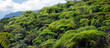 Forêt de fougères arborescentes - Ile de La Réunion