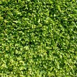 Hainbuchenhecke