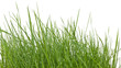 brins d'herbe