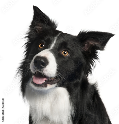 Photo: Close-up of Border Collie, 4 years old Close-up of Border Collie, 4 years old