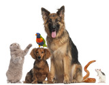 Group of animals in front of white background