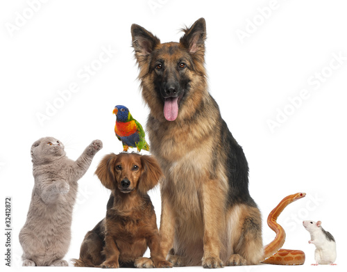 Photo: Group of animals in front of white background Group of animals in front of white background