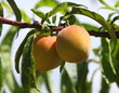 pêches de vigne