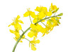 Rapsblüte (Freisteller)