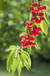 Cerises
