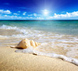 seashell on the beach (shallow DOF)