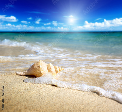 Photo: seashell on the beach (shallow DOF) seashell on the beach (shallow DOF)
