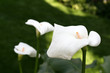 Calla-lily