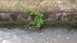 canale di irrigazione