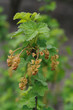 Currant bush with flowers