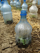 seedlings growing in plastic bottles as small hotbeds seedlings growing in plastic bottles as small hotbeds