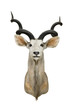 Gazelle