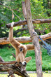 Gibbon monkey, Khao Kheow Open Zoo, Thailand