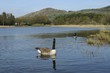 Canada Goose
