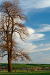 Sunset Tree