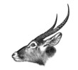Antelope Head 103