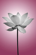 Lotus in black and white Lotus in black and white