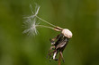 old dry dandelion, close-up