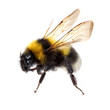 Hummel