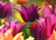 Spring beauty