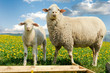 Mother sheep and her lamb in dandelion field