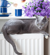 Katze auf Heizkörper