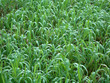 Greenery background with water plants in Brazil