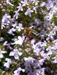 Abeille sur fleur de thym - Thymus vulgaris