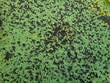 Texture of green water lily pads floating in pond