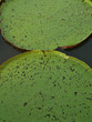 Green water lily pads floating in pond