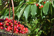 Au Jardin - Cueillette des cerises sur le cerisier Au Jardin - Cueillette des cerises sur le cerisier