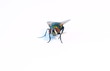 Fly