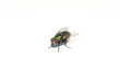 Fly