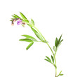 Bitter-vetch isolated on white background