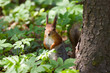 The squirrel
