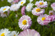 meadow of daisies