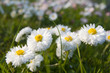 meadow of daisies
