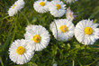 meadow of daisies