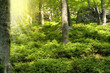 Spring forest Spring forest