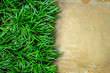 Fresh green grass on sand stone background