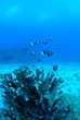 エダサンゴと魚の群れ