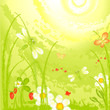 dragonfly on a green meadow on a sunny day dragonfly on a green meadow on a sunny day