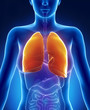 Female lungs anatomy anterior view