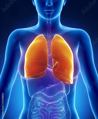 Illustration: Female lungs anatomy anterior view Female lungs anatomy anterior view