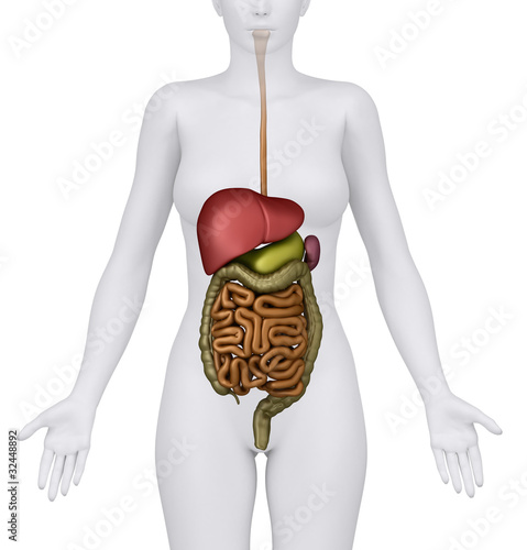 Illustration: Anatomy of the Female Digestive System Organs - anerior view Anatomy of the Female Digestive System Organs - anerior view