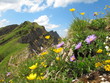 Bergblumen am Hang