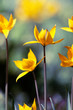 Yellow wild iris flowers