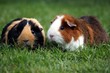 braunes und schwarz braunes Meerschwein im Garten kuscheln