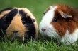 Zwei Meerschweinchen kuscheln auf Rasen